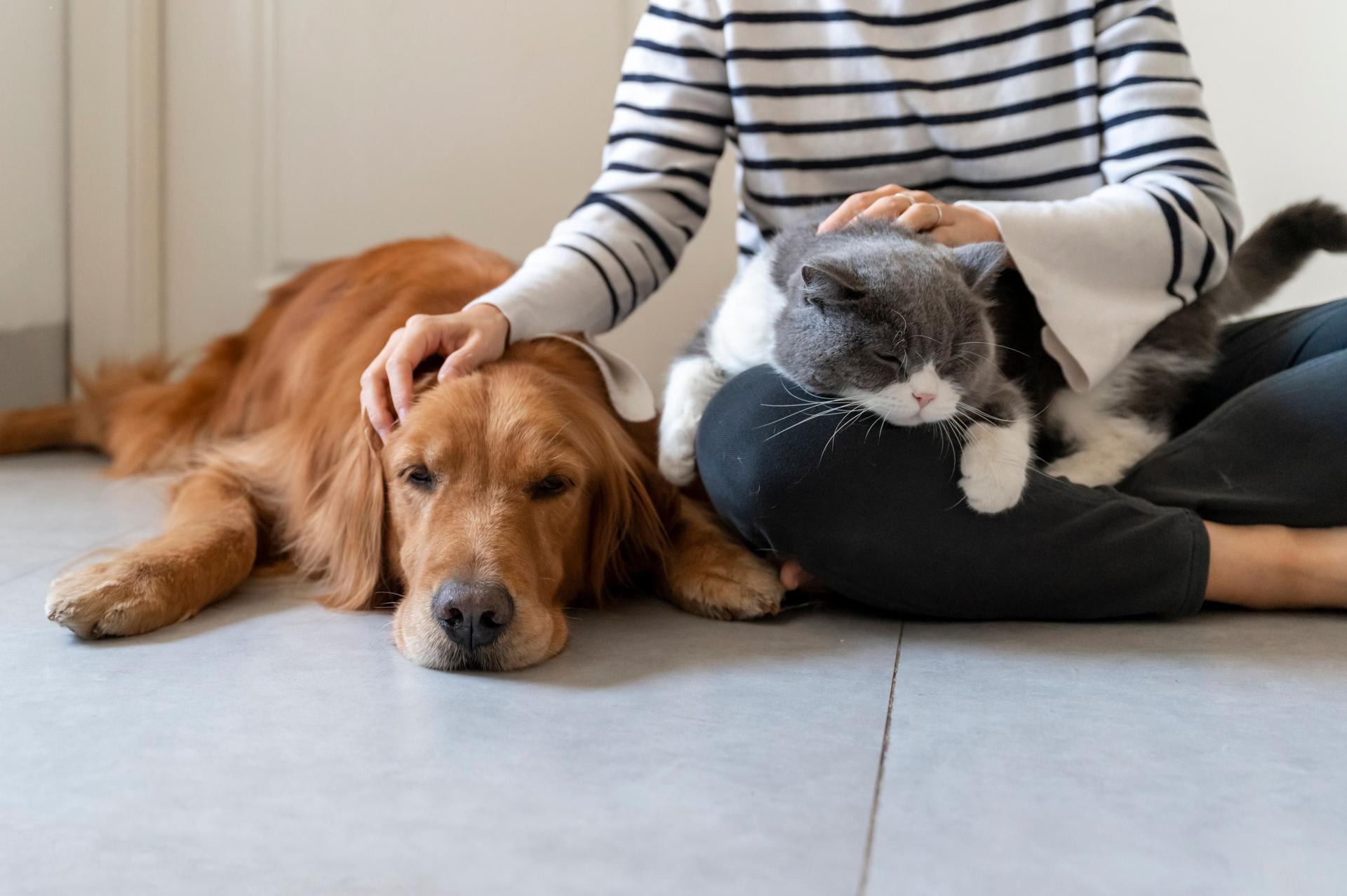 Owner having a quiet moment with his pets